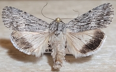 Sympistis poliochroa