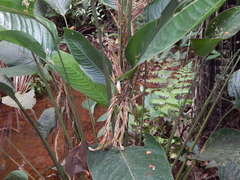 Monotagma plurispicatum