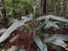 Monotagma plurispicatum