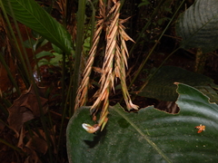 Monotagma plurispicatum