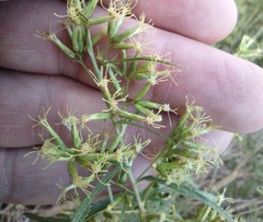 Brickellia longifolia