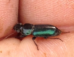 Harpalus amputatus