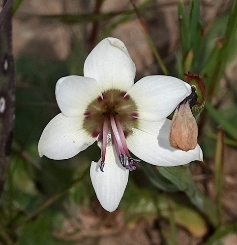 Geissorhiza tulbaghensis