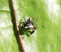 Jotus auripes
