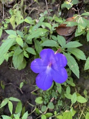Achimenes longiflora