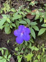 Achimenes longiflora