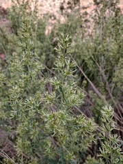Brickellia longifolia
