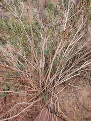 Brickellia longifolia