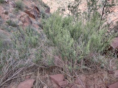 Brickellia longifolia