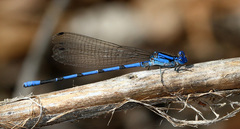 Argia tarascana