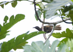 Gymnomyza samoensis