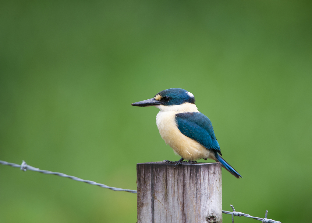 Flat-billed Kingfisher (Todiramphus recurvirostris) photo