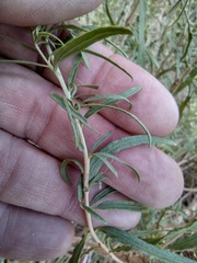Brickellia longifolia