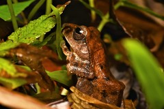 Leptomantis harrissoni