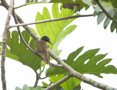 Gymnomyza samoensis