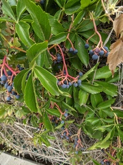 Parthenocissus quinquefolia