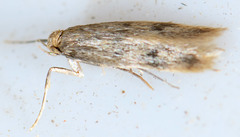 Tinea irrepta