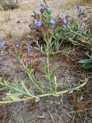 Anchusa officinalis