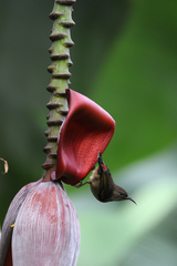 Myzomela nigriventris