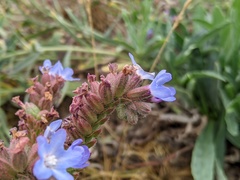 Anchusa officinalis