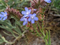 Anchusa officinalis
