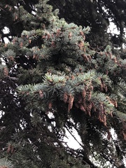 Picea glauca