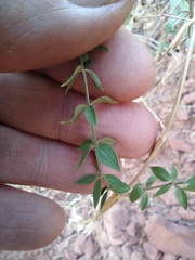 Galium munzii ambivalens