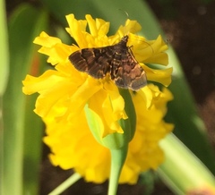 Piletocera fluctualis