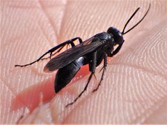Arachnospila arcta