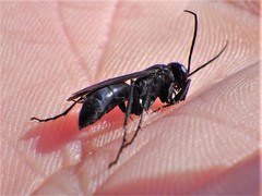 Arachnospila arcta