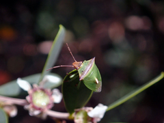 Cuspicona apothoracica