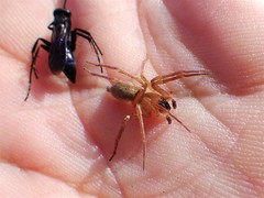 Arachnospila arcta