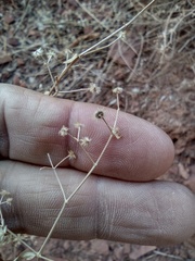 Galium munzii ambivalens