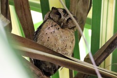 Otus lempiji