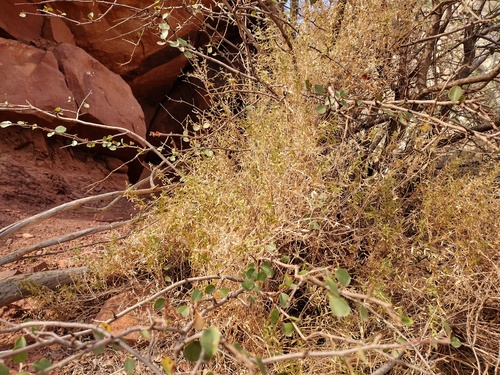 Galium munzii ssp. ambivalens