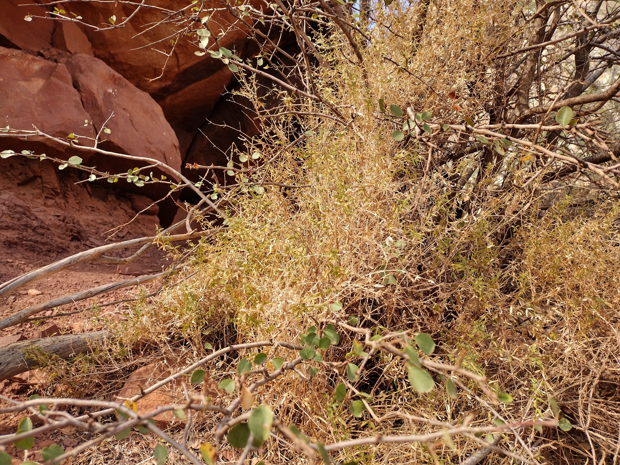 Galium munzii ssp. ambivalens