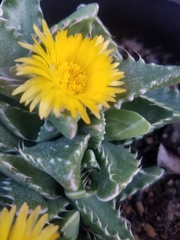 Faucaria