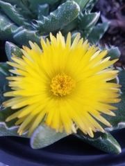 Faucaria