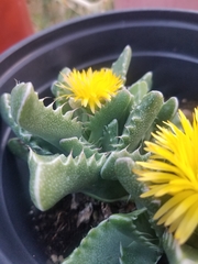 Faucaria
