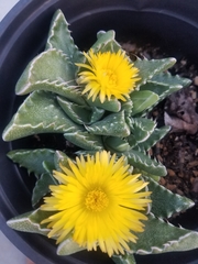 Faucaria