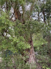 Eucalyptus oreades