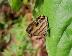 Cissia pseudoconfusa
