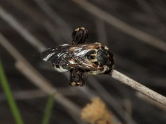 Ericrocis