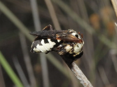 Ericrocis