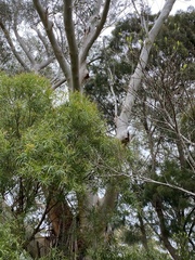 Eucalyptus oreades