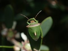 Cuspicona apothoracica