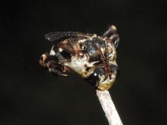 Ericrocis