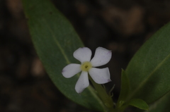 Catharanthus pusillus