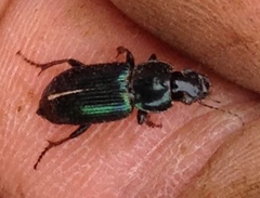 Harpalus amputatus