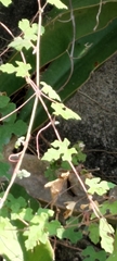 Vitis thunbergii
